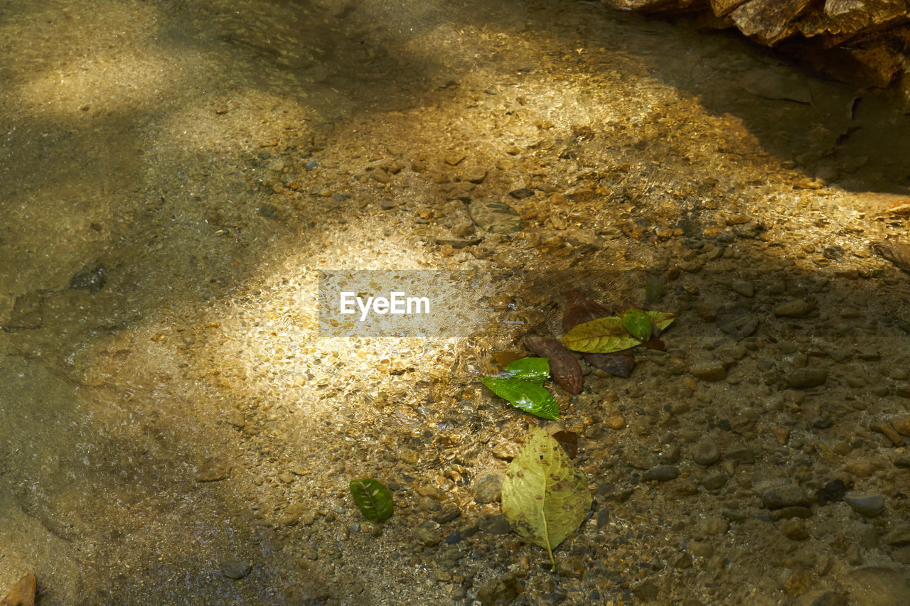 HIGH ANGLE VIEW OF LEAVES