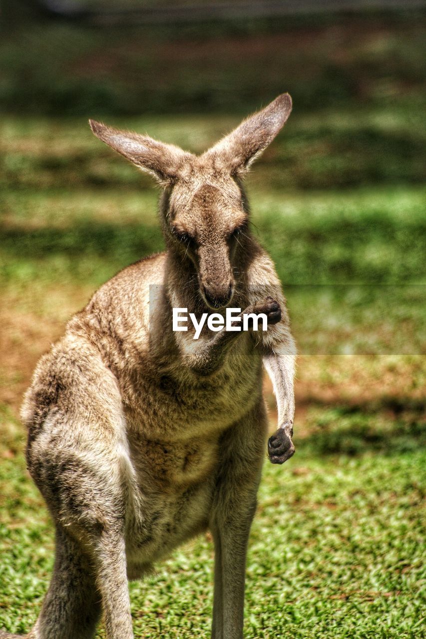 A kangaroo with a pulled muscle 