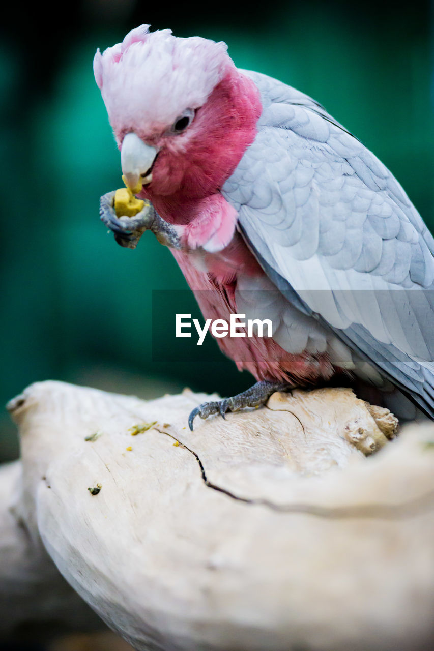 Close-up of bird perching on rock