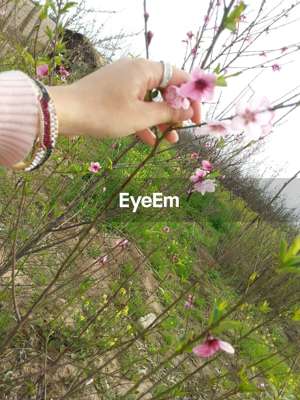 View of woman hand holding flower