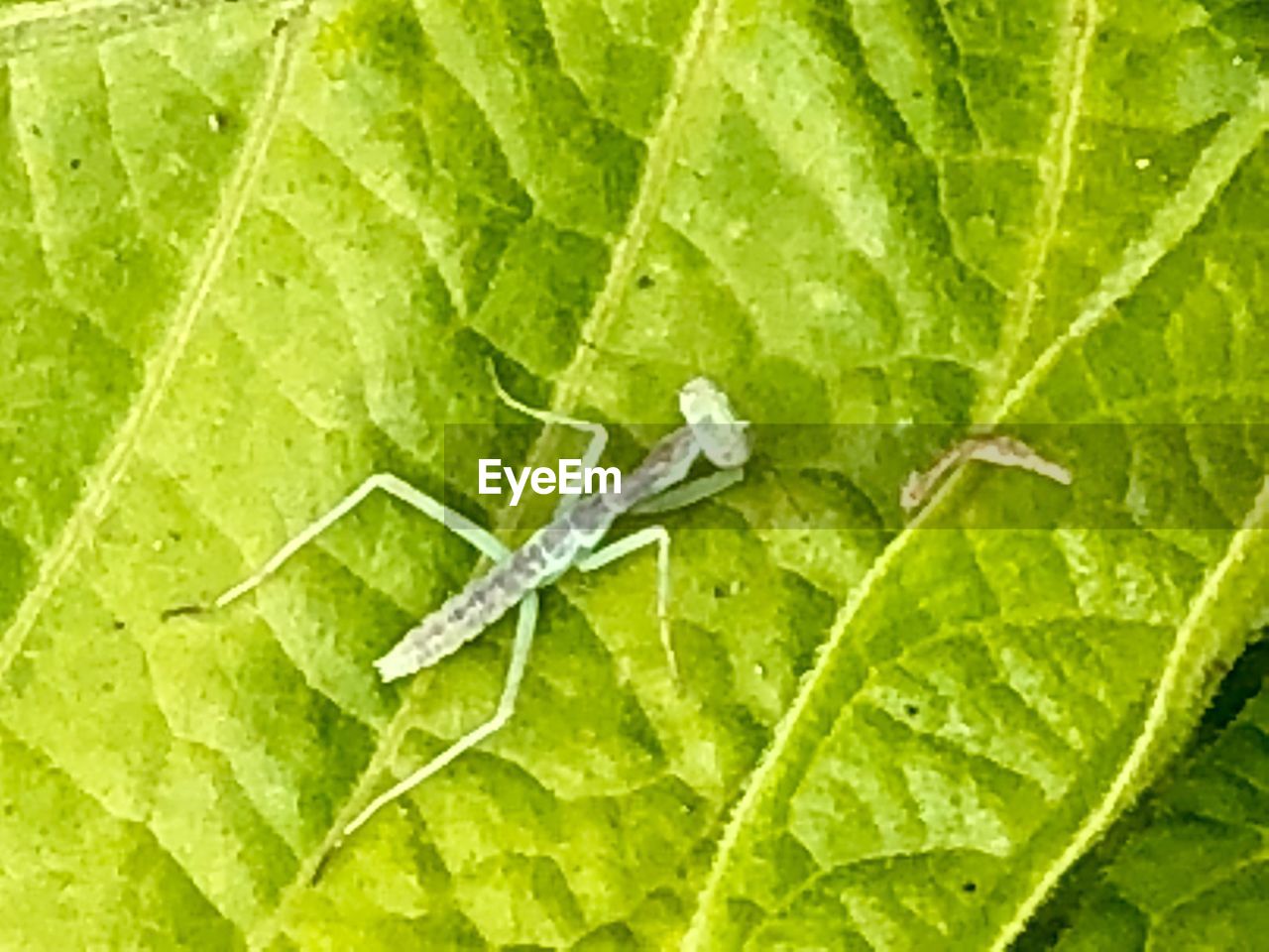 MACRO SHOT OF GREEN INSECT ON LEAF