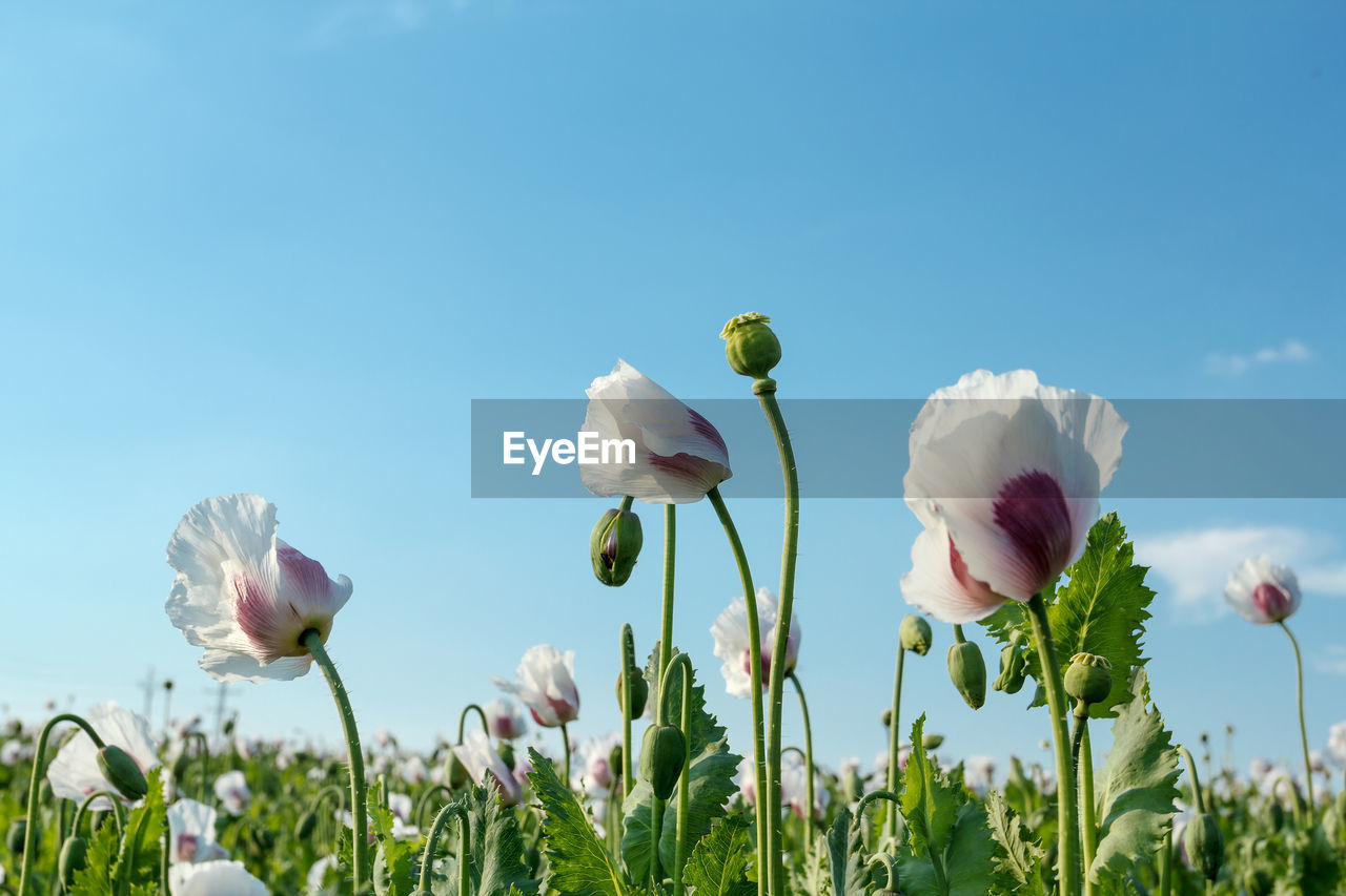 CLOSE-UP OF WHITE FLOWERING PLANTS