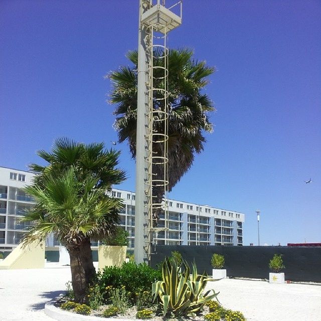 LOW ANGLE VIEW OF PALM TREES AGAINST CLEAR SKY