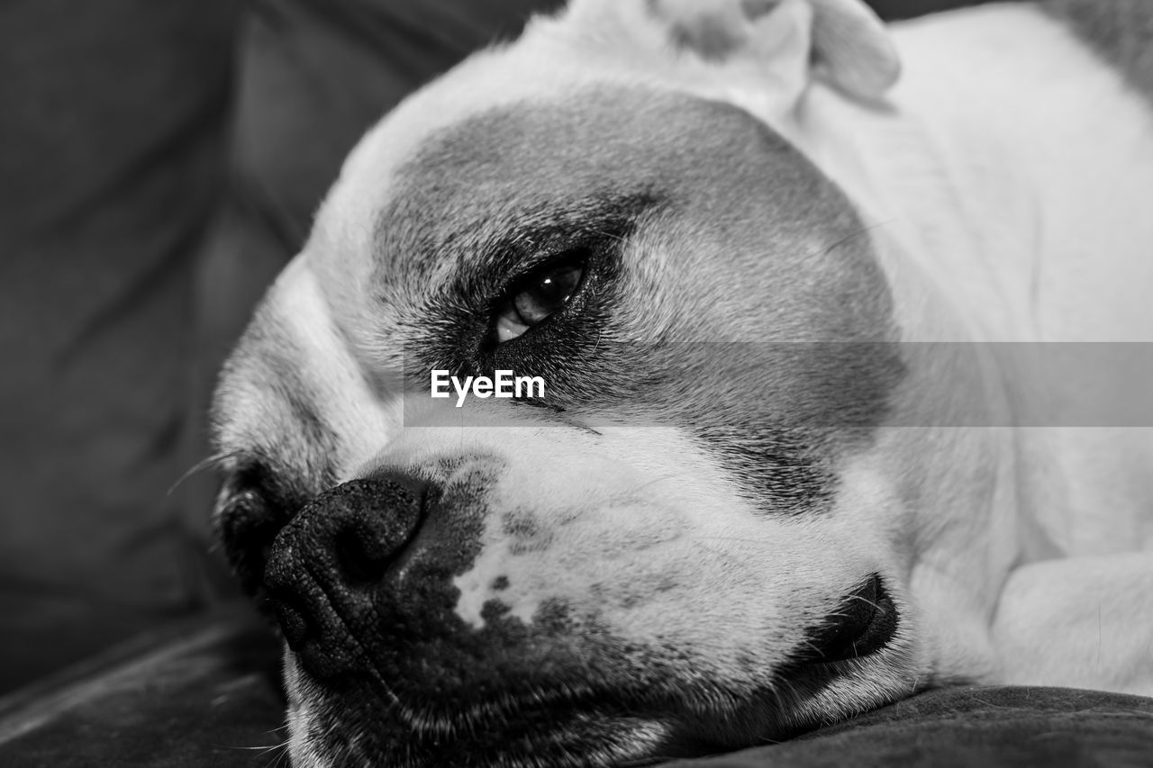 Close-up of dog lying down indoors