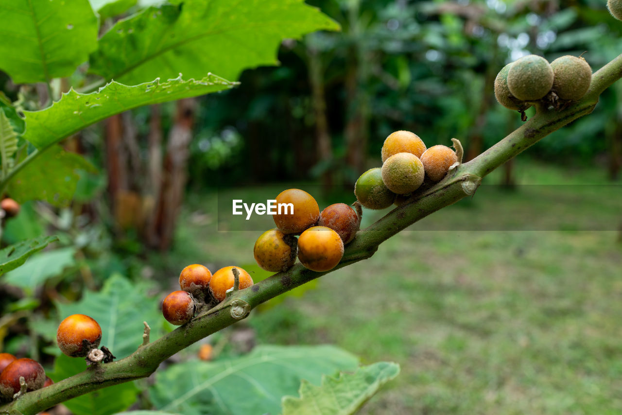 Close-up of lulo fruits on tree