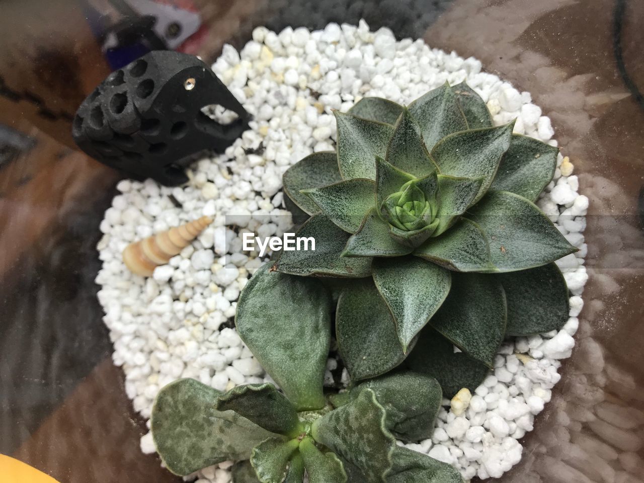 High angle view of succulent plant on table