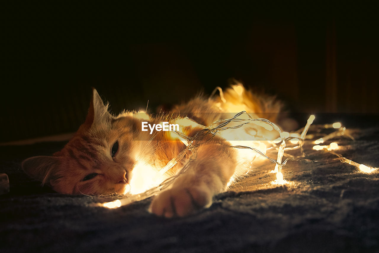 CLOSE-UP OF CAT LYING DOWN IN ILLUMINATED NIGHTCLUB