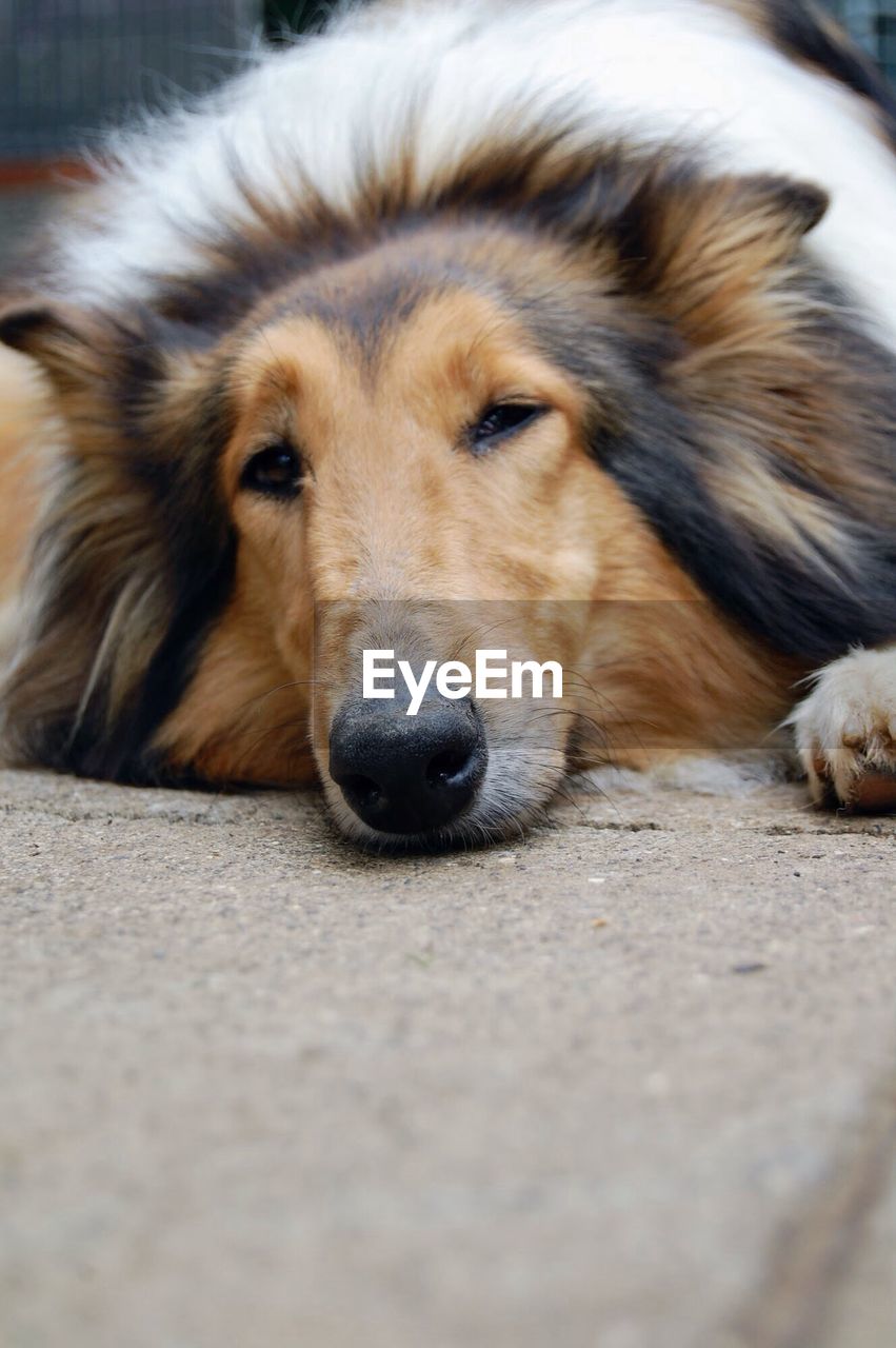 Close-up portrait of rough collie lying down