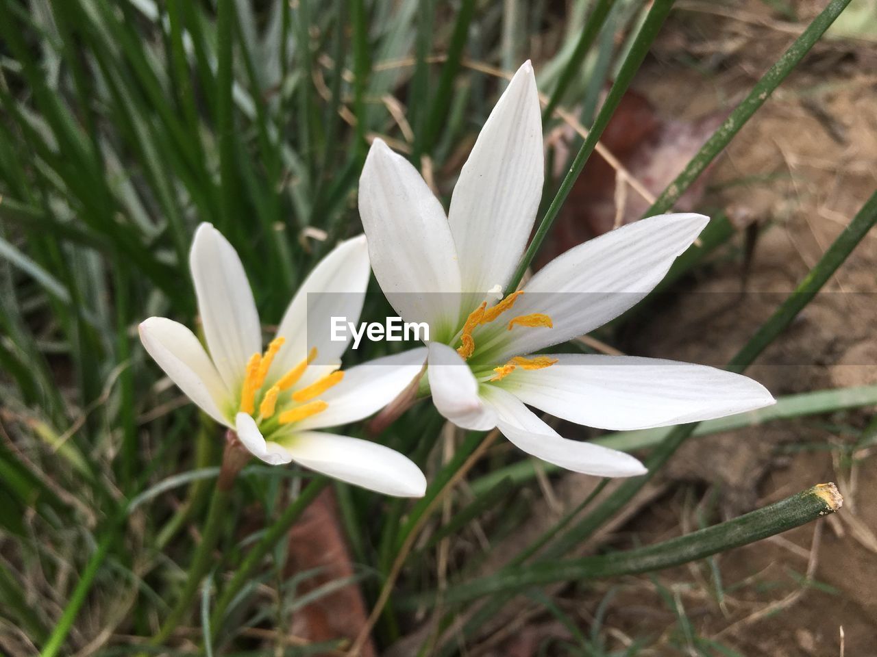 CLOSE-UP OF WHITE CROCUS FLOWER