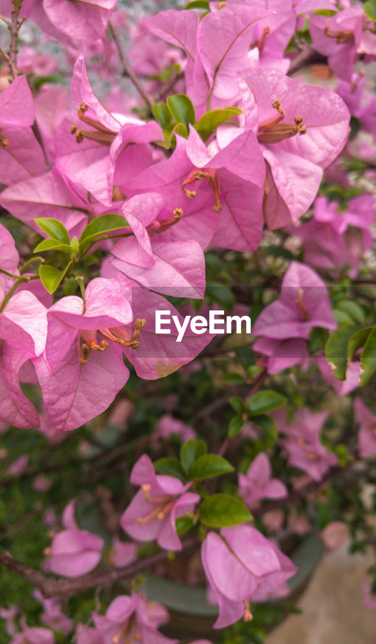 CLOSE-UP OF FRESH PINK CHERRY BLOSSOMS IN SPRING