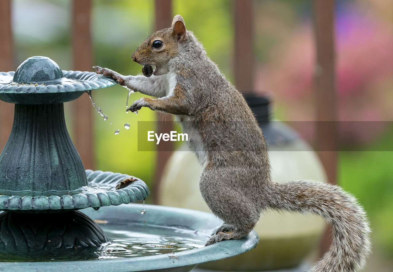 CLOSE-UP OF SQUIRREL ON ROCK IN WATER