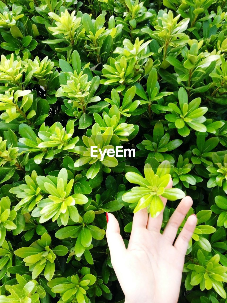 Cropped hand of woman touching plants