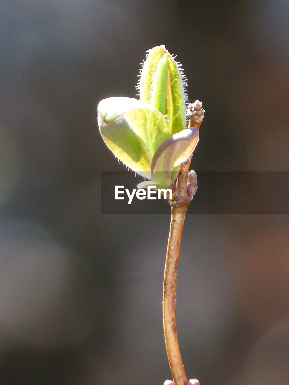 CLOSE-UP OF WET FLOWER BUDS