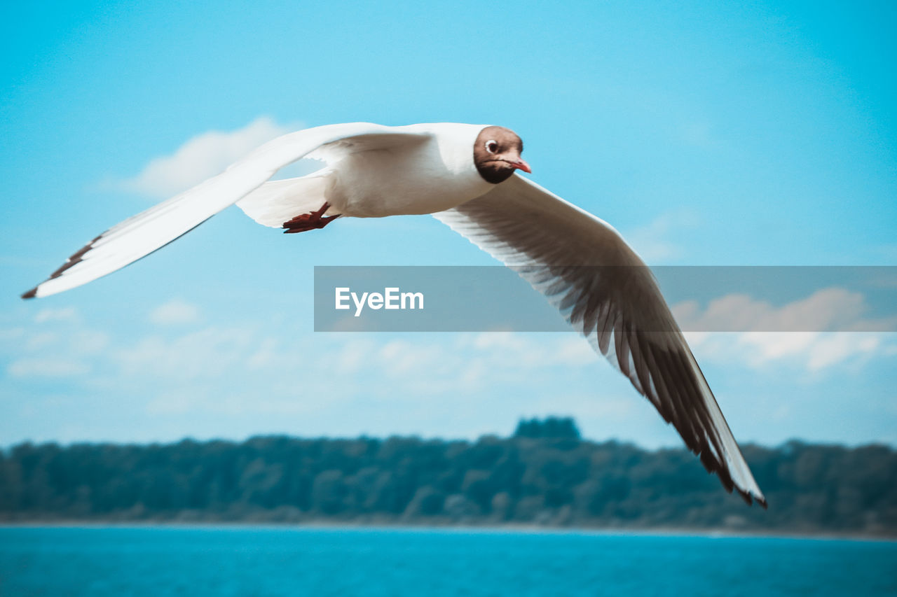 CLOSE-UP OF SEAGULL FLYING AGAINST SEA