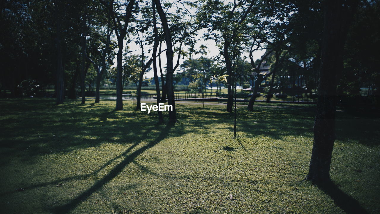 Trees in park
