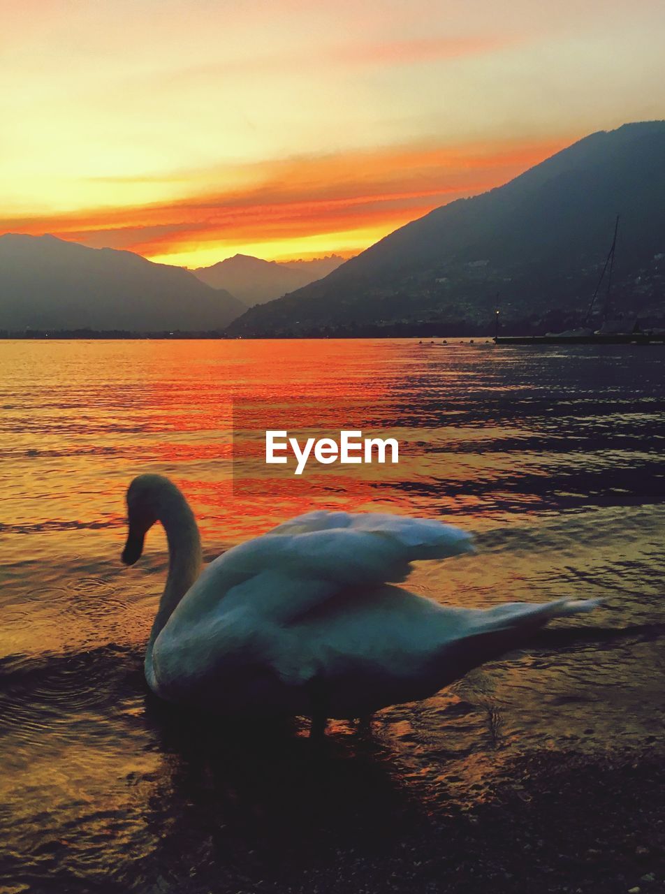 SWAN SWIMMING IN LAKE AGAINST SUNSET SKY