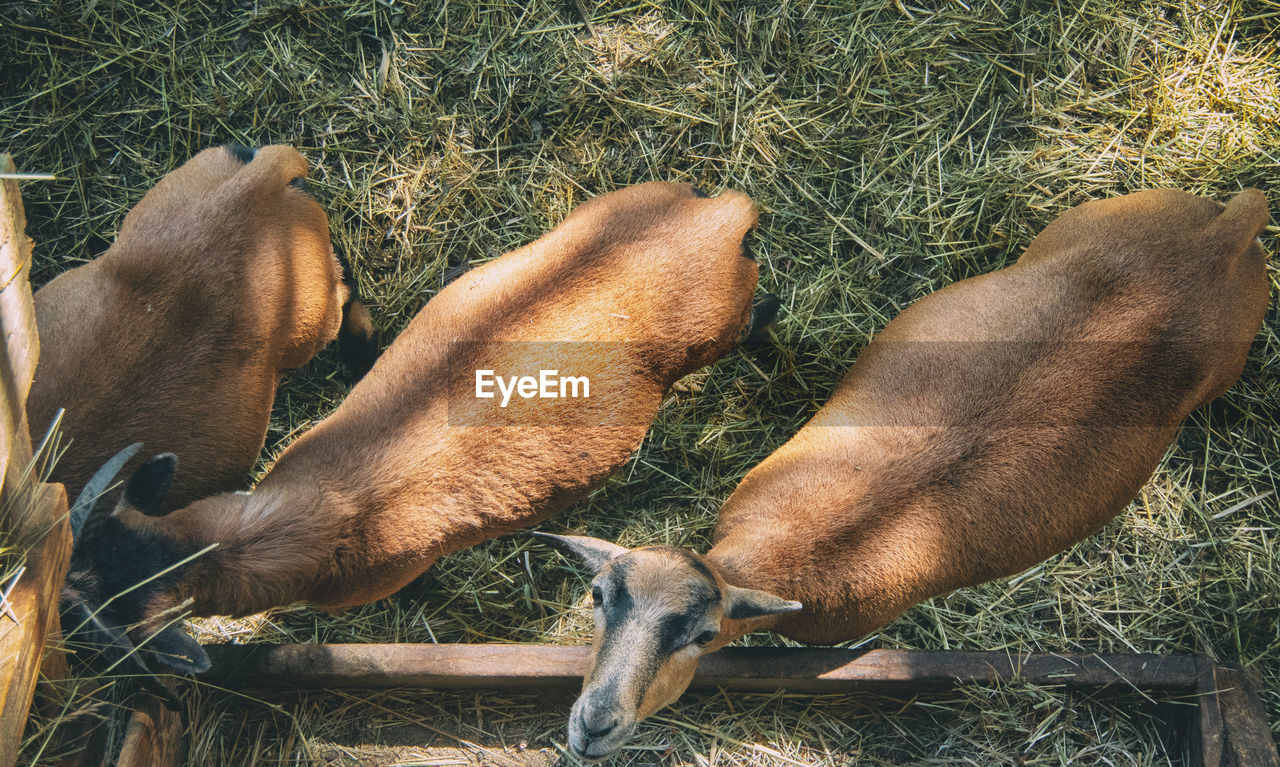 HIGH ANGLE VIEW OF DOG ON GRASSY FIELD
