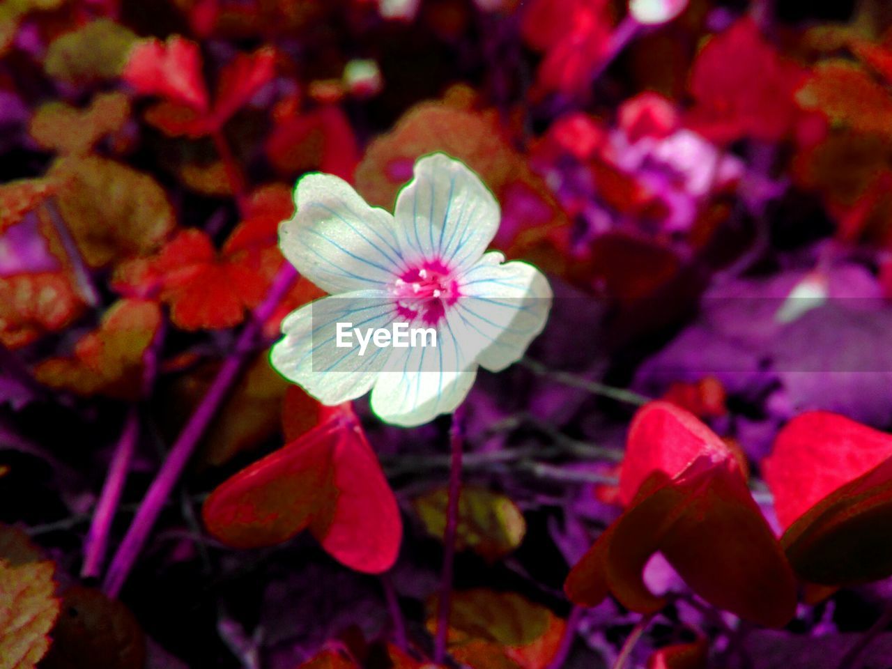 CLOSE-UP OF FRESH FLOWERS BLOOMING OUTDOORS