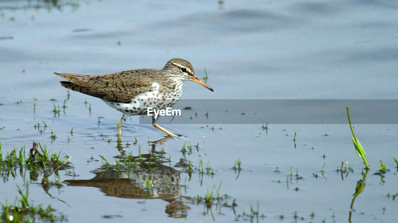 BIRD PERCHING ON LAKE BY WATER