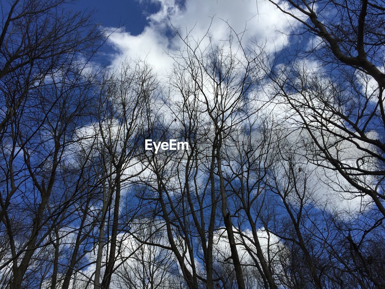 LOW ANGLE VIEW OF BARE TREES IN FOREST