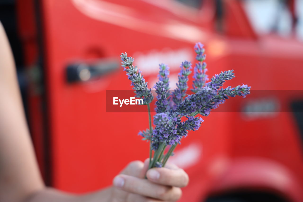 Close-up of woman holding purple flower