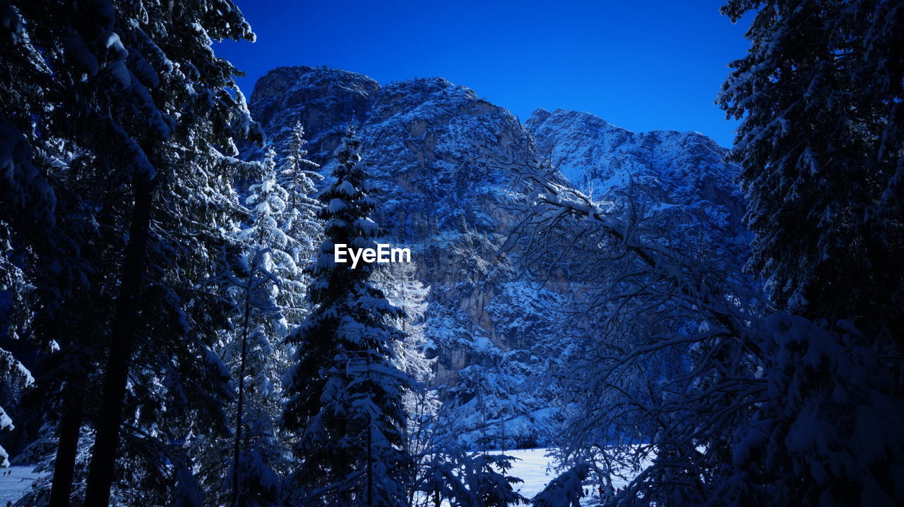 tree, plant, snow, nature, beauty in nature, winter, scenics - nature, sky, mountain, cold temperature, blue, land, forest, no people, pine tree, environment, pinaceae, tranquility, coniferous tree, night, landscape, non-urban scene, outdoors, tranquil scene, pine woodland, darkness, low angle view, mountain range, clear sky, travel destinations