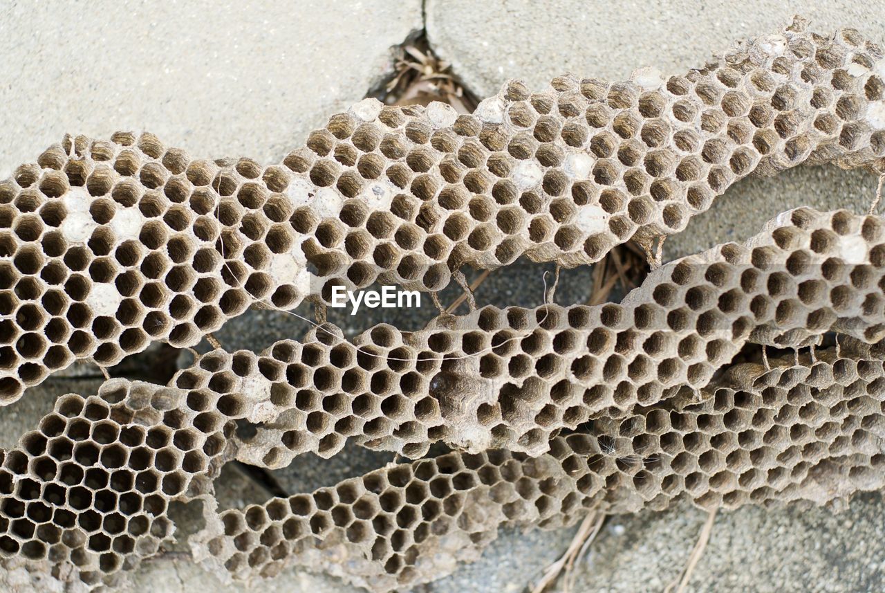 Close-up of honeycomb on wall