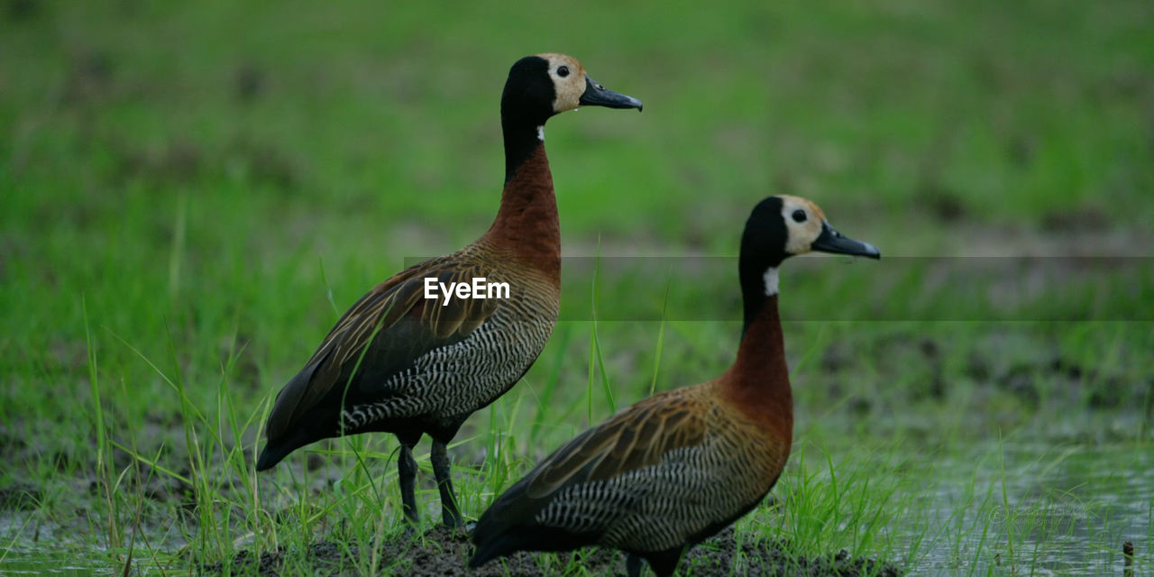 DUCKS IN A FIELD