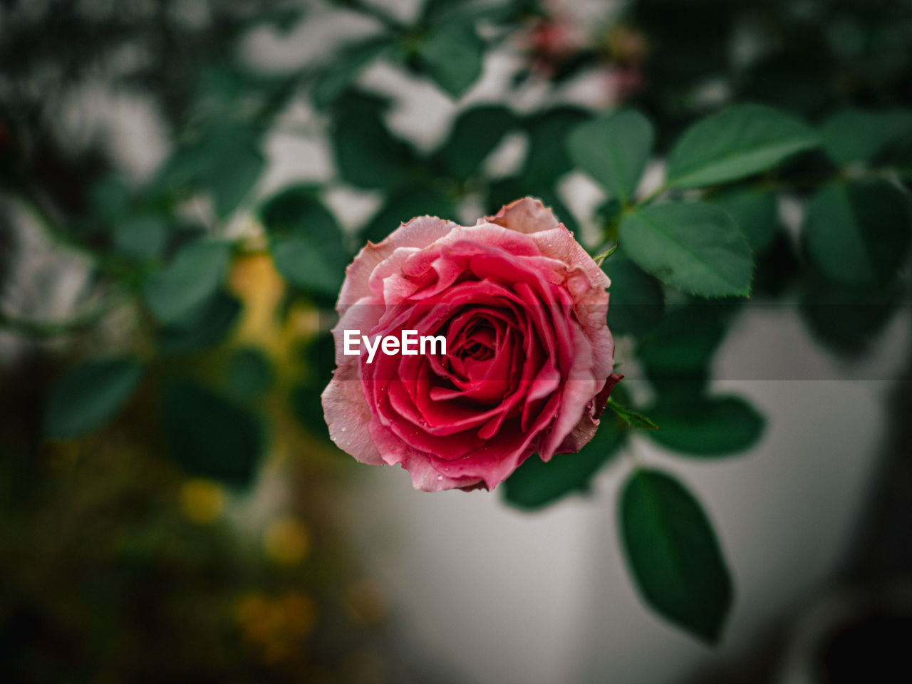 Close-up of pink rose