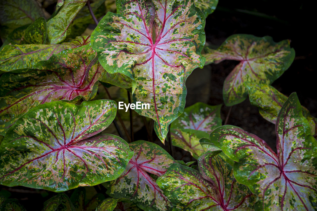 Leaves of colorful caladium, latin name caladium bicolor, also called heart of jesus