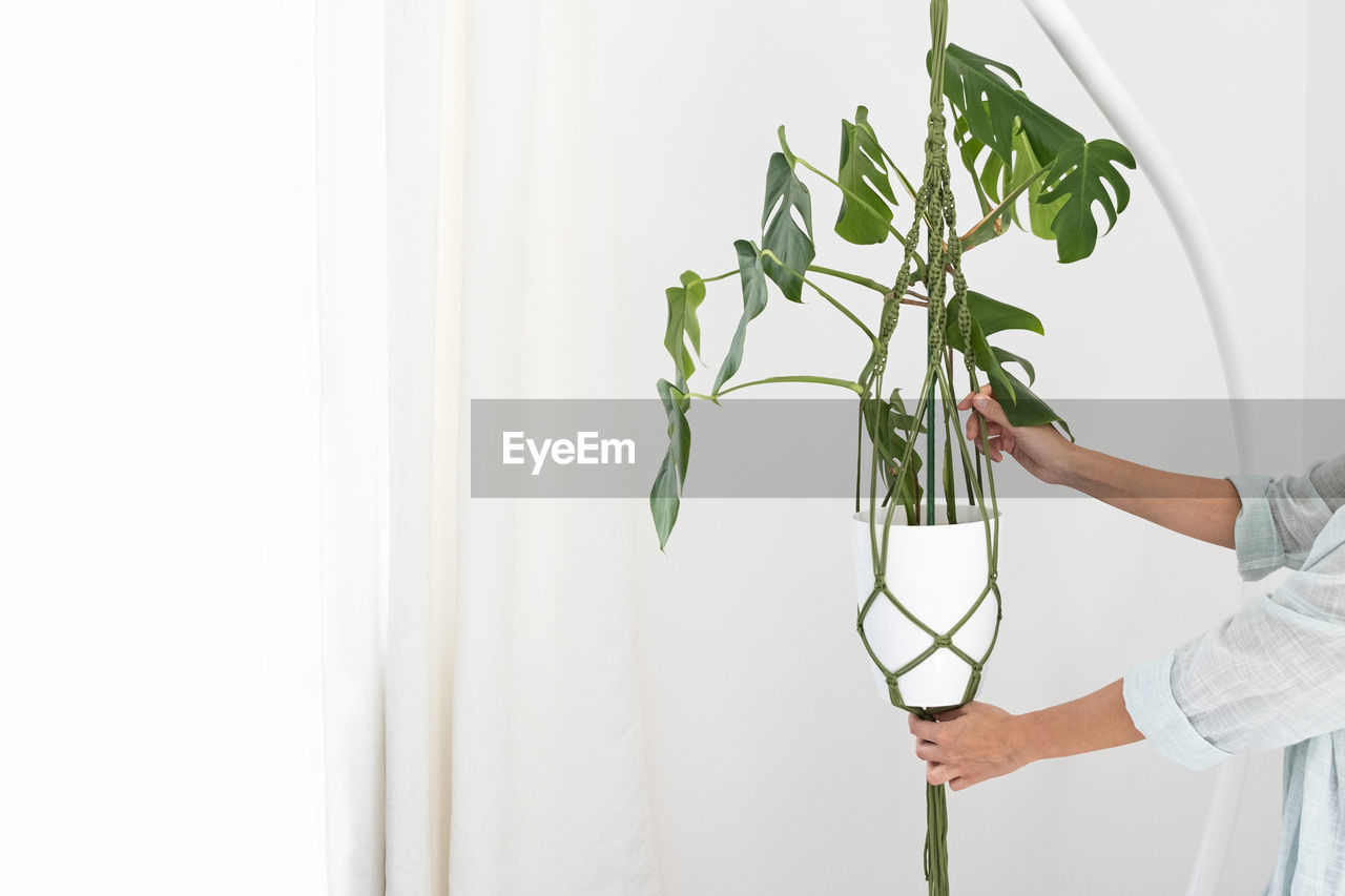 Handmade green macrame plant hangers with potted plant are hanging  with  monstera plant pot