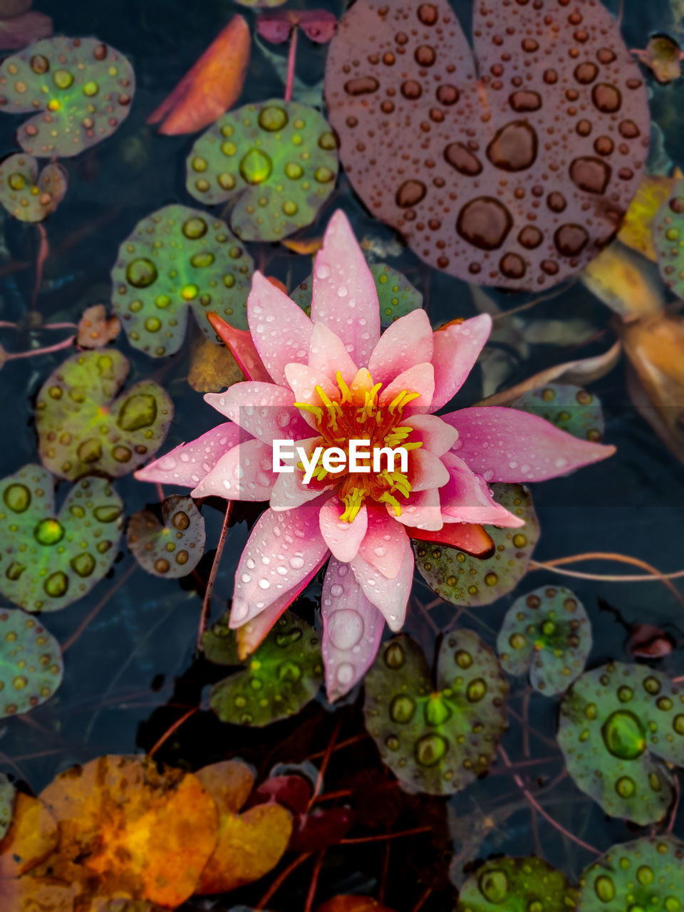 Close-up of pink lotus water lily in flower pot