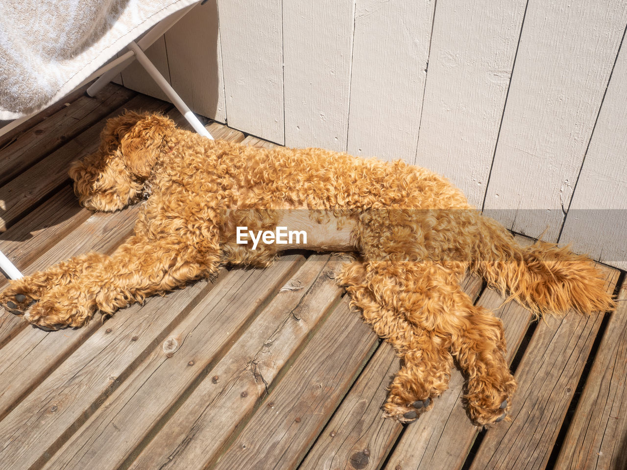 HIGH ANGLE VIEW OF A CAT ON WOODEN FLOOR