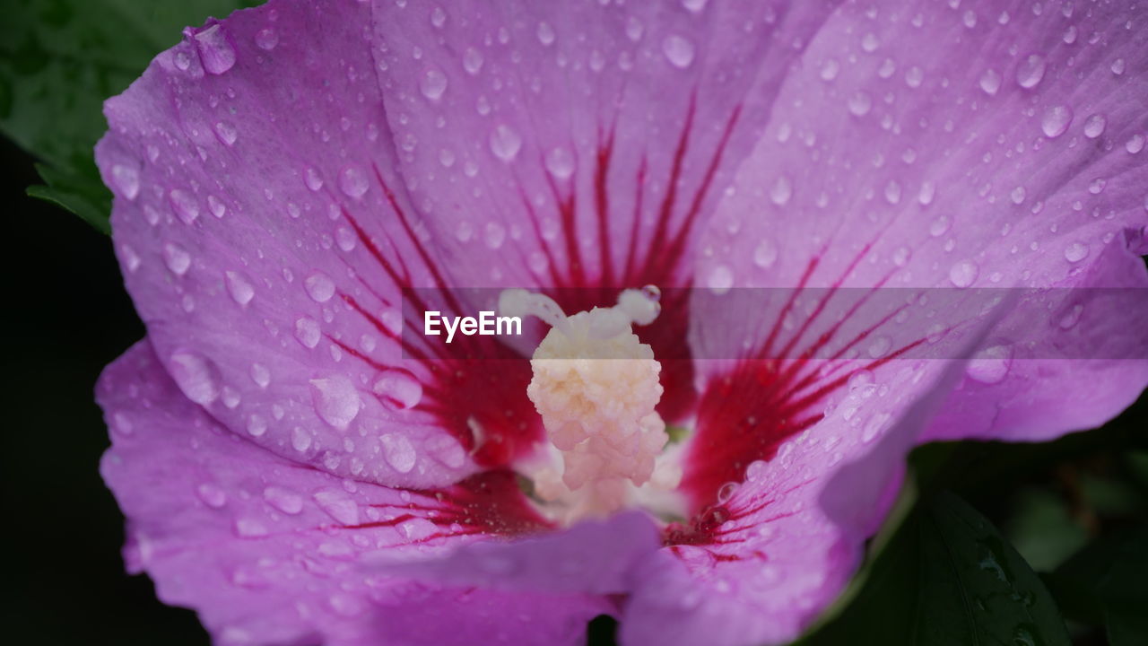 CLOSE-UP OF WATER DROPS ON PINK HIBISCUS