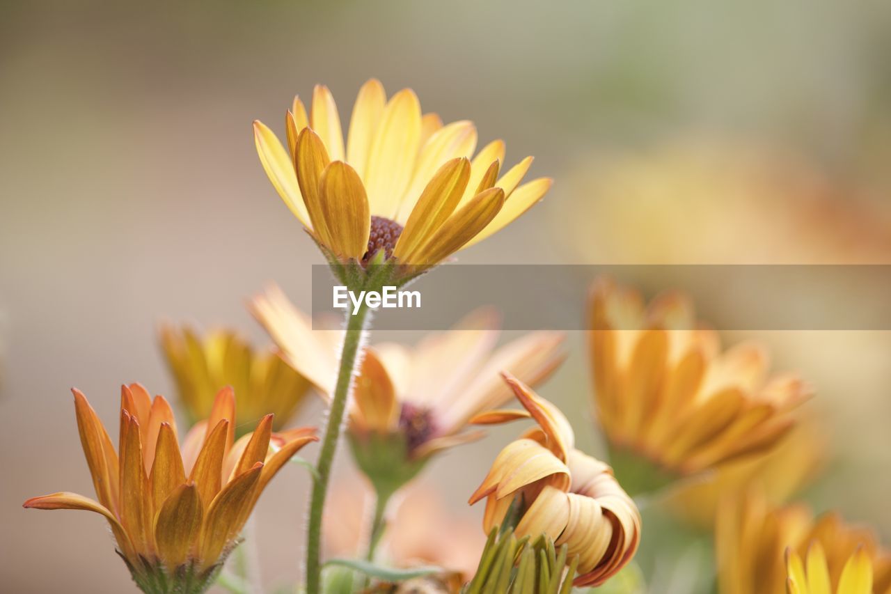 Close-up of yellow flowering plant