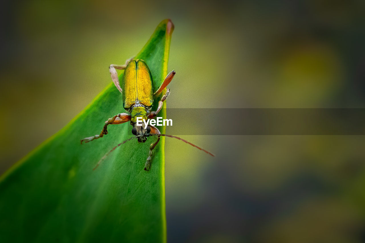 Close-up of golden insect on leaf