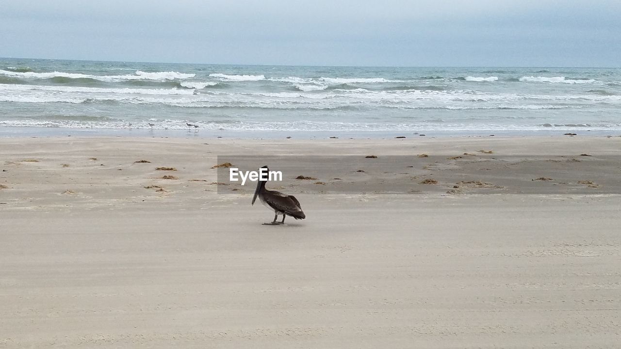 TWO BIRDS ON BEACH