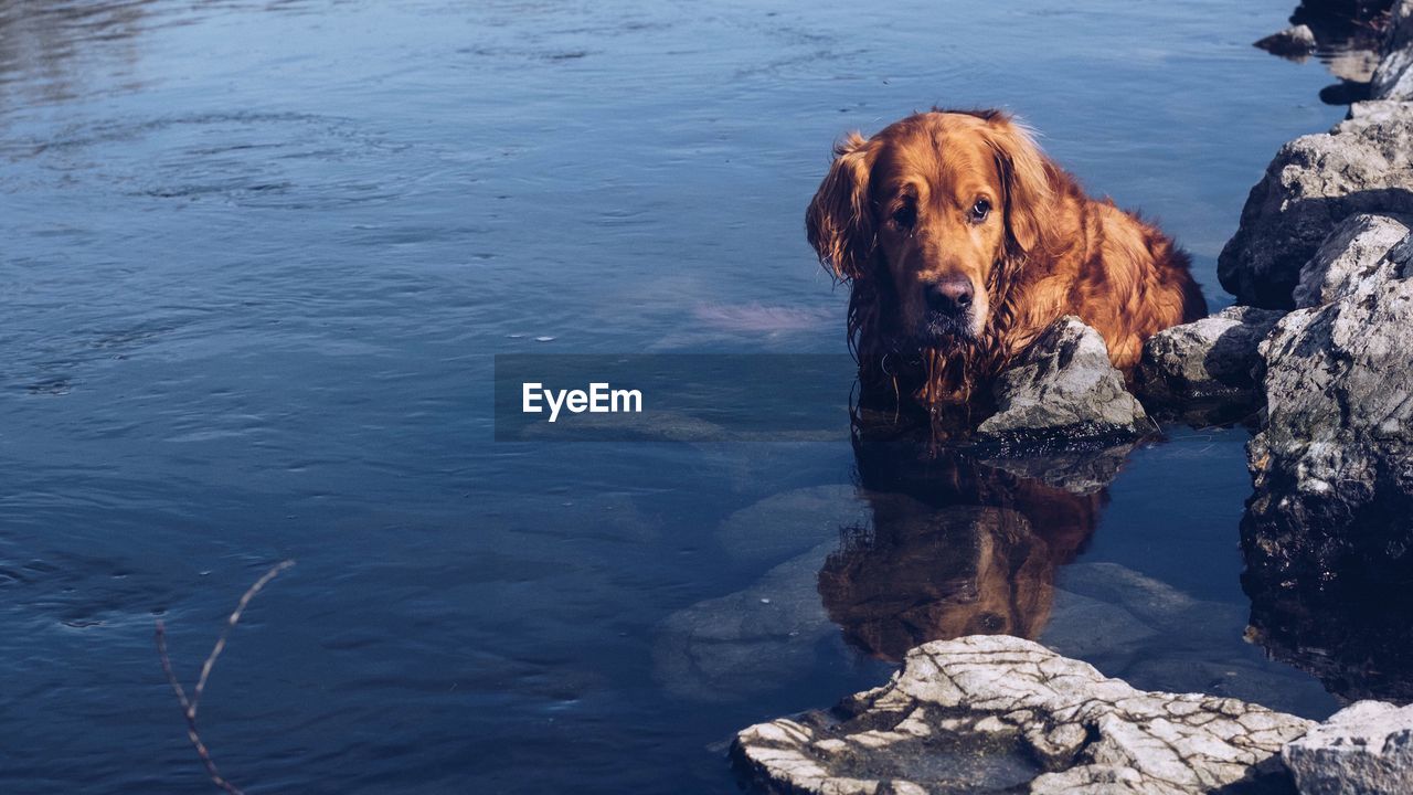 Portrait of dog in water