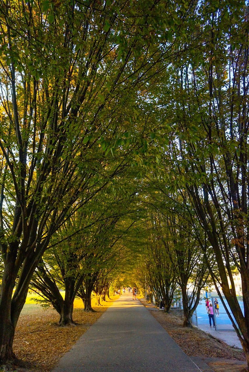 ROAD BY TREES