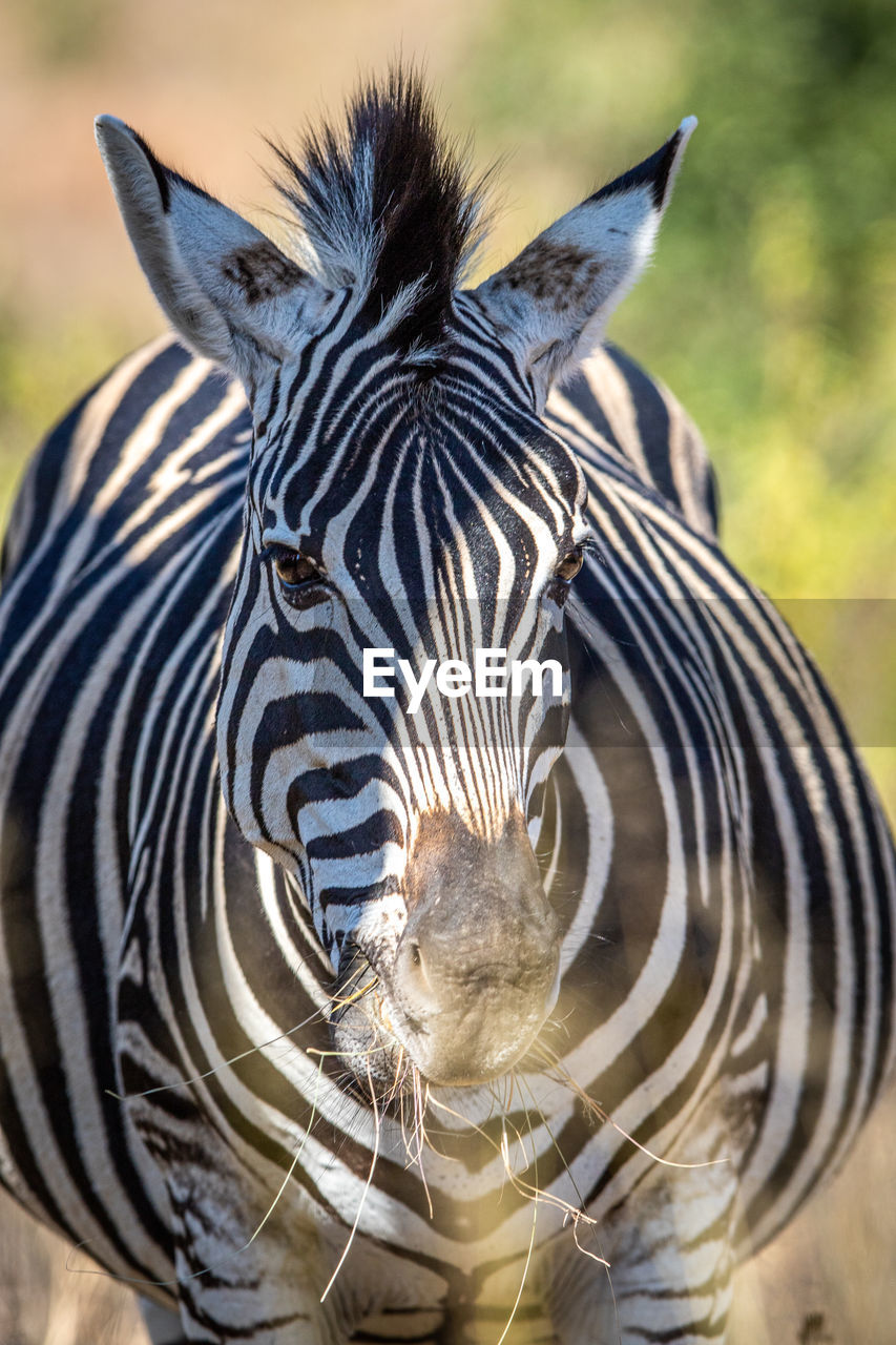 CLOSE-UP OF ZEBRAS