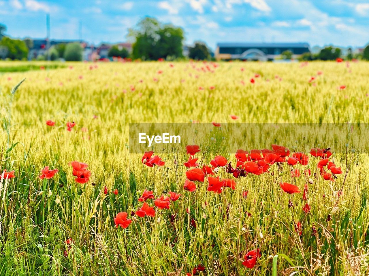 plant, field, landscape, flower, land, grassland, flowering plant, red, sky, nature, environment, beauty in nature, rural scene, prairie, meadow, freshness, cloud, growth, agriculture, grass, poppy, no people, summer, natural environment, scenics - nature, crop, tranquility, cereal plant, plain, pasture, wildflower, focus on foreground, farm, outdoors, day, green, non-urban scene, springtime, tranquil scene, barley, fragility, vibrant color, food, close-up, multi colored, sunlight, environmental conservation, blue, lawn, horizon over land, landscaped, rural area, backgrounds, flower head, social issues, horizon, idyllic, yellow, selective focus, flowerbed