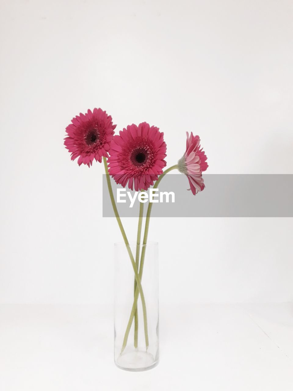 Close-up of pink daisy flowers against white background