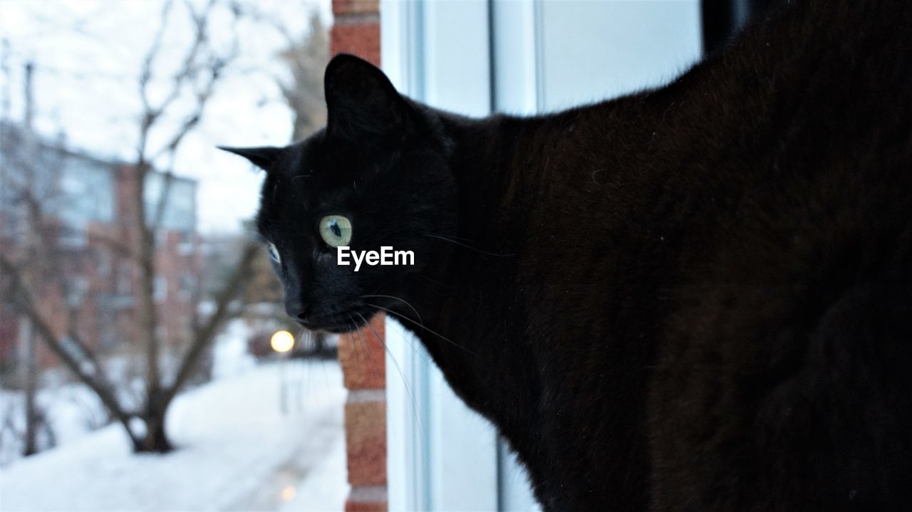 CLOSE-UP OF BLACK CAT AGAINST WALL