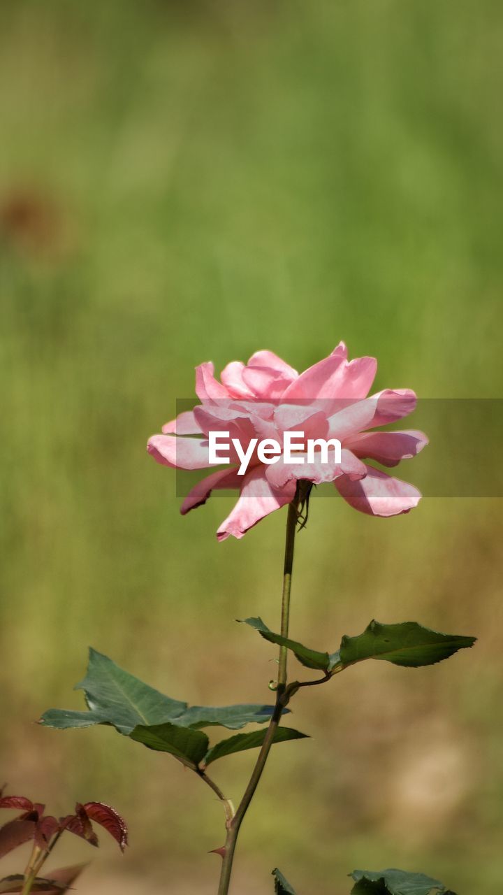 Close-up of pink rose