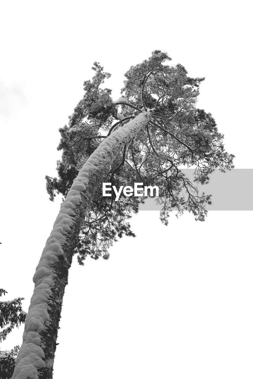 LOW ANGLE VIEW OF FLOWER TREE AGAINST CLEAR SKY