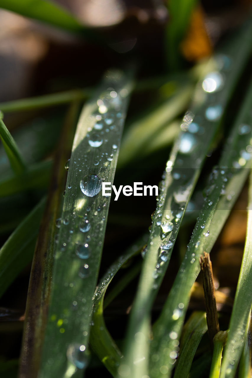CLOSE-UP OF WATER DROPS ON GRASS