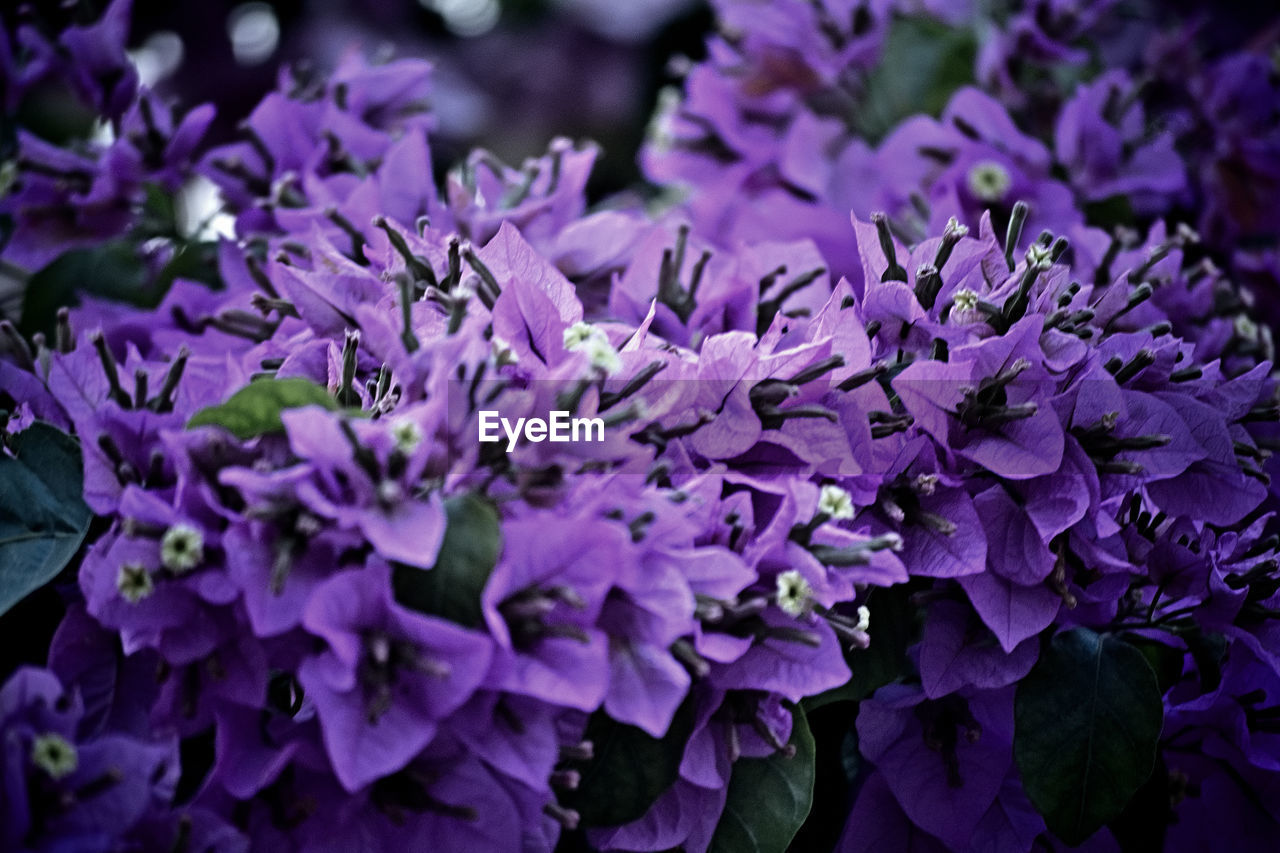 flower, flowering plant, plant, purple, freshness, beauty in nature, nature, close-up, growth, fragility, petal, lilac, inflorescence, flower head, no people, leaf, plant part, macro photography, outdoors, blossom, botany, day, selective focus, springtime, garden