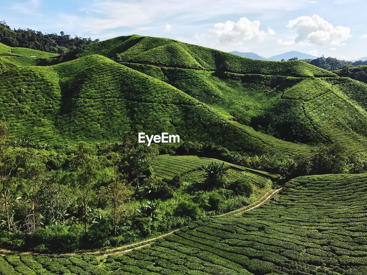 Scenic view of tea field against sky