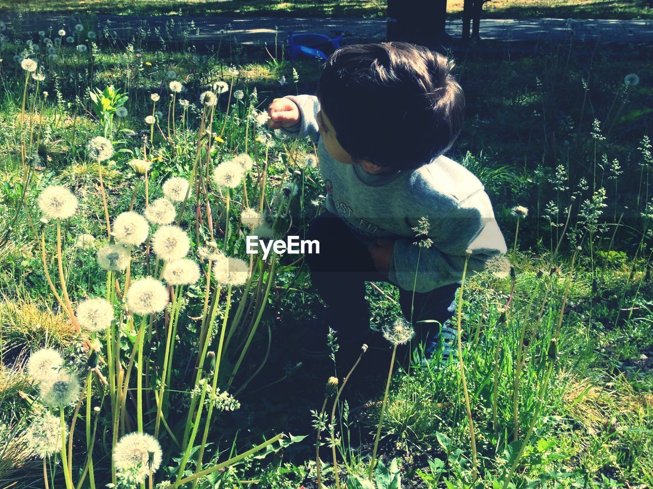 High angle view of toddler looking at dandelion seeds