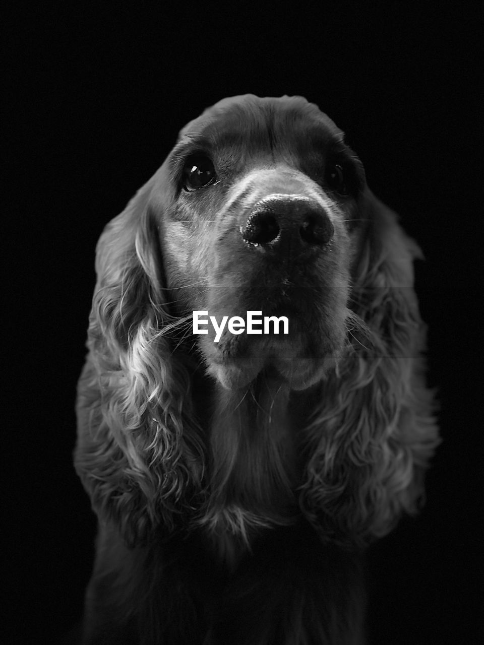 Close-up of dog looking away over black background